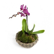 Dendrobium Orchid (Basic)